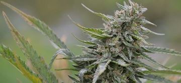 Bild von Hanf CBD-Cannabis 20gr