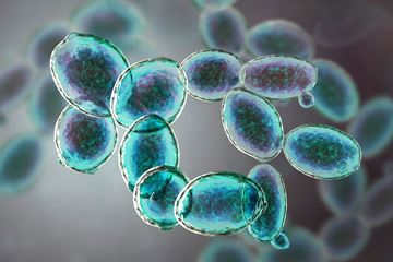 Bild von Analyse Tupfer