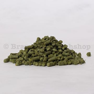 Bild von Northern Brewer 8.4%
